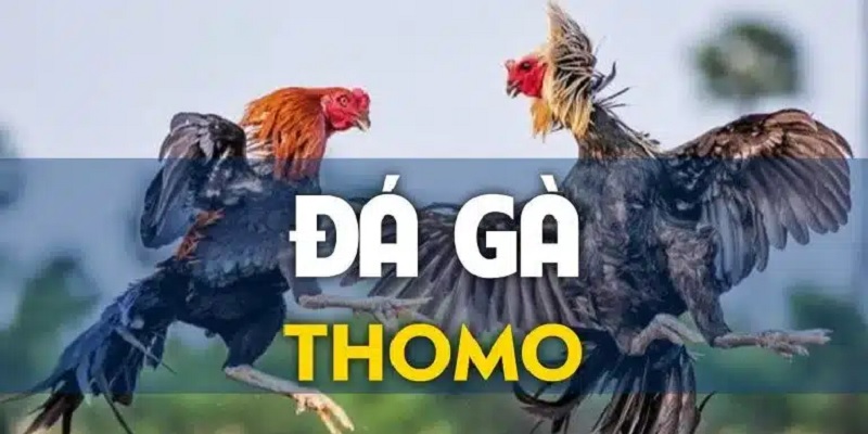 Đá Gà Thomo - Trải Nghiệm Giải Trí Đỉnh Cao Tại 99OK