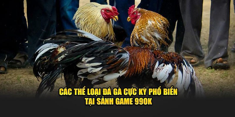 Nhiều thể loại thi đấu chọi kê kinh điển diễn ra mỗi ngày