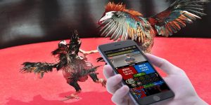 Cửa dự đoán chọi gà cực hot với mức thưởng lớn